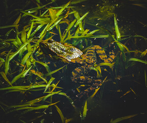 Frosch der in einem See sitzt