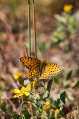 Variegated Fritillary butterfly on yellow wildflower