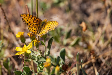 Variegated Fritillary butterfly on yellow wildflower