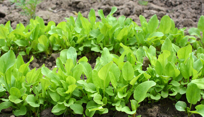 In the open ground in the garden grows sorrel.