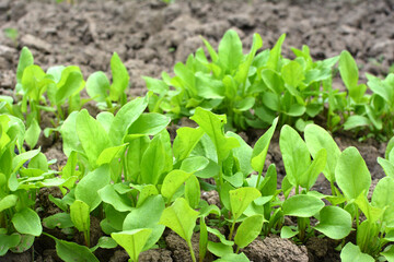 In the open ground in the garden grows sorrel.