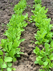 In the open ground in the garden grows sorrel.