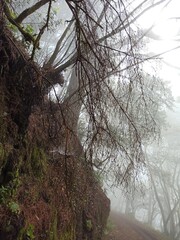Gotas en el bosque