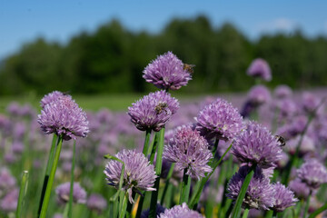 Macroaufnahme von einem blühenden Schnittlauch