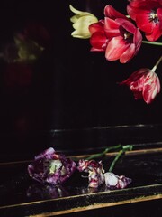 Tulips on the black piano in the sunlight