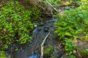 Naklejka na ściany i meble Beautiful summer nature landscape view. Small stream in green forest. Sweden.