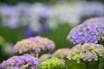Obraz premium 6月の花 