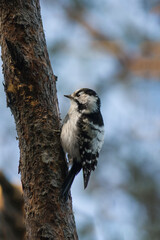 photo of a woodpecker in wild nature