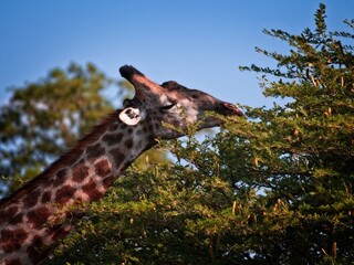 Eating giraffe 