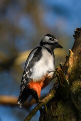 photo of a woodpecker in wild nature