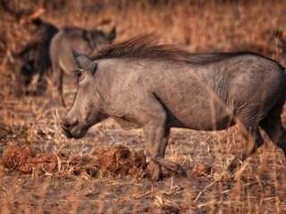 Warthog in African safari