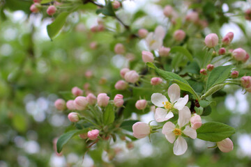 blooming tree in spring