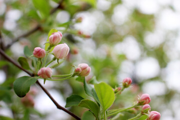 blooming tree in spring