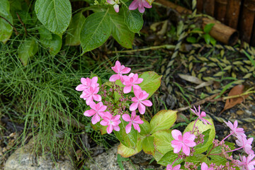 6月の花
