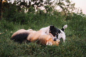 Welsh corgi Pembroke Tricolor and black and white smooth haired Jack Russell Terrier play in grass bite and have fun together. Two small purebred dogs play in park on green meadow.