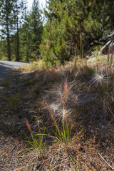 Tall ornamental grass
