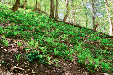 Stunning green fern in the wild forest.