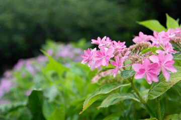 Fototapeta premium 6月の花 