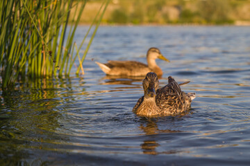 duck swims on the lake