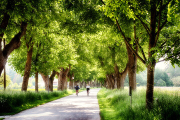 Beautiful summer alley flanked by linden trees in the morning haze with young women riding bikes