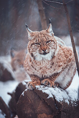 Fototapeta premium lynx in the snow