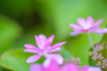 Fototapeta premium 6月の花 