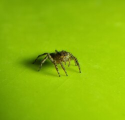 Spider on a leaf