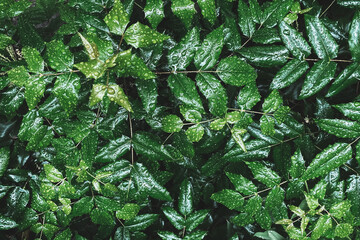Green leaves after the rain nature background