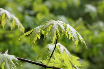 Spring leaves of a silver maple, Acer saccharinum
