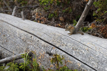 Chipmunk on a tree