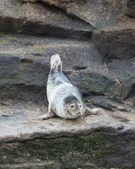 Grey Seals on the rocks of St Marys Island, Whitley Bay on the North East coast of England UK.