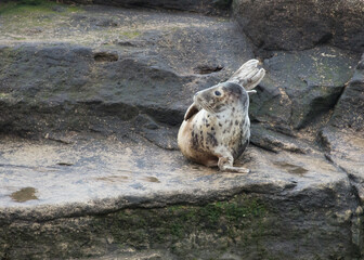 Fototapeta premium Grey Seals on the rocks of St Marys Island, Whitley Bay on the North East coast of England UK.