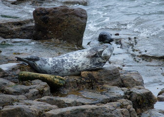 Grey seal on rocks on coast of Northumberland, England, UK.