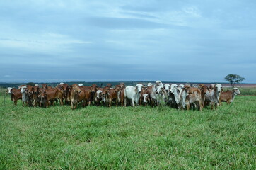 Animais gir leiteiro