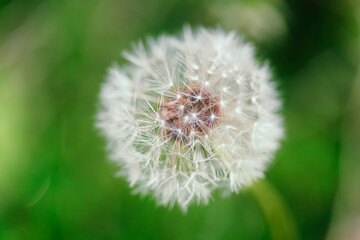 Macro shot of a dandelion 