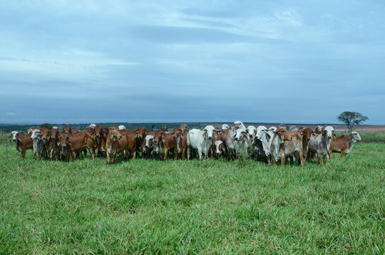 Animais gir leiteiro