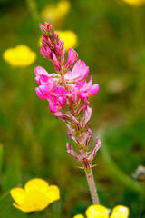 Sainfoin (Onobrychis viciifolia) growing in the chalk grassland on Salisbury Plain military training area