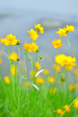 初夏に咲く黄色くて丸い花　特定外来才物のオオキンケイギク