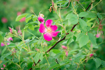 Rose hips have blossomed in the garden.