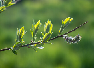 Green spring fresh leaves in sunshine