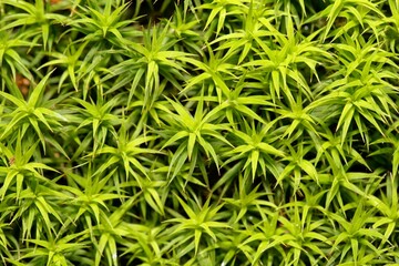 Leaves of the moss Polytrichum formosum