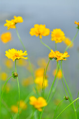 初夏に咲く黄色くて丸い花　特定外来才物のオオキンケイギク