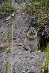 Prairie dog standing on hind legs
