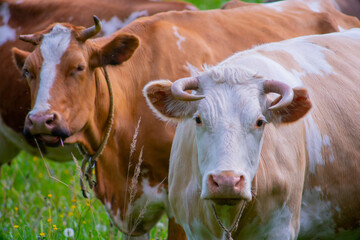 A beautiful cow grazes in the summer on a green meadow. The pet looks directly into the camera camera.