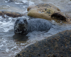 Naklejka premium Grey Seals on the rocks of St Marys Island, Whitley Bay on the North East coast of England UK.