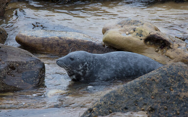 Grey Seals on the rocks of St Marys Island, Whitley Bay on the North East coast of England UK.