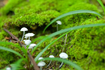 	苔の隙間から生えるしろくてちいさなキノコ