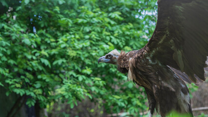 black vulture