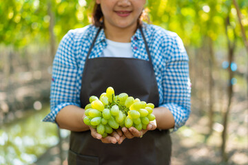 Farmer presenting ripe green grapes in vineyard