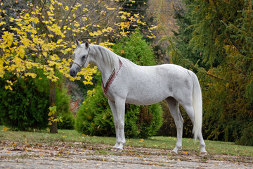 Beautiful grey arabian horse with a long white mane stands on natural summer background, profile side view, exterior	